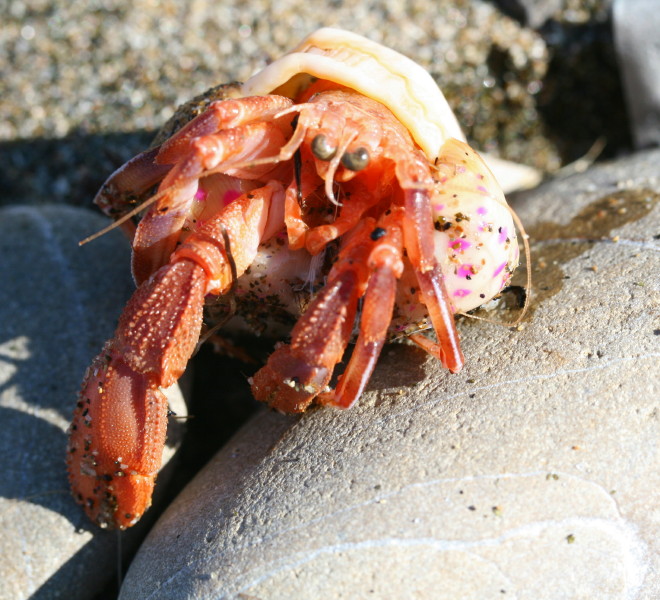 Pagurus prideaux